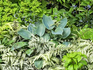 Images Dated 20th February 2019: USA, Pennsylvania. Garden bed with different colors and textures