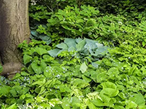 Images Dated 20th February 2019: USA, Pennsylvania. Garden bed with different colors and textures