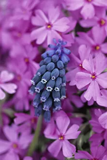 USA, Pennsylvania. Grape hyacinth and phlox flowers in garden