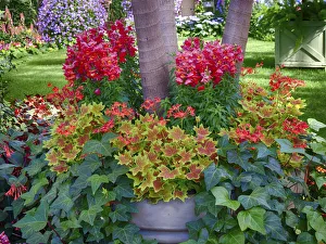 Images Dated 25th April 2019: USA, Pennsylvania. Indoor garden with a variety of spring blooming flowers