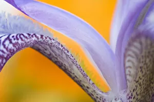 USA, Pennsylvania. Detail of iris flower pattern