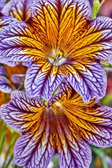 Stamen Prints: USA, Pennsylvania, Kennett Square. Painted tongue blossoms