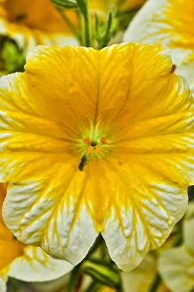 Images Dated 3rd May 2018: USA, Pennsylvania, Kennett Square. Painted tongue blossom