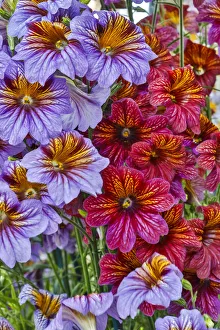 Images Dated 2nd May 2018: USA, Pennsylvania, Kennett Square. Painted tongue blossoms