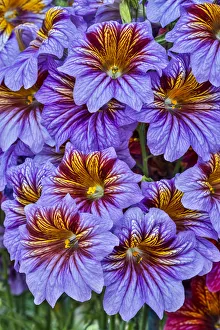 Images Dated 2nd May 2018: USA, Pennsylvania, Kennett Square. Painted tongue blossoms