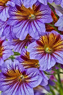 Images Dated 2nd May 2018: USA, Pennsylvania, Kennett Square. Painted tongue blossoms