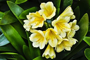 USA, Pennsylvania, Kennett Square. Clivia