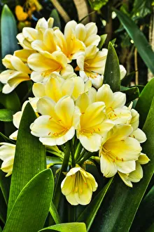 Pennsylvania Prints: USA, Pennsylvania, Kennett Square. Clivia