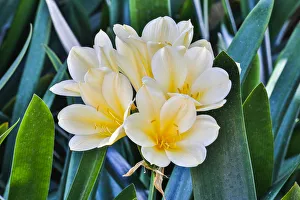 Images Dated 2nd May 2018: USA, Pennsylvania, Kennett Square. Clivia