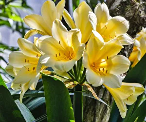 Images Dated 2nd May 2018: USA, Pennsylvania, Kennett Square. Clivia