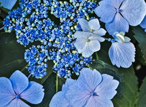 Kennett Square Prints: USA, Pennsylvania, Kennett Square. Hydrangea
