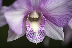 USA, Pennsylvania, Kennett Square. Orchid