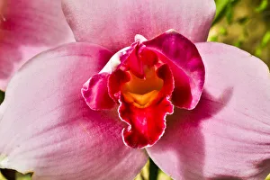 Images Dated 3rd May 2018: USA, Pennsylvania, Kennett Square. Orchid