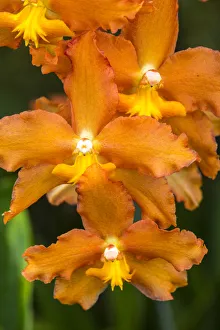 Images Dated 3rd May 2018: USA, Pennsylvania, Kennett Square. Orchid