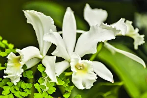 Images Dated 3rd May 2018: USA, Pennsylvania, Kennett Square. Orchid