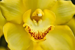 Images Dated 3rd May 2018: USA, Pennsylvania, Kennett Square. Orchid