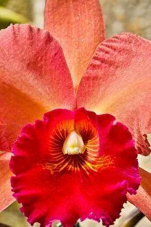 Images Dated 2nd May 2018: USA, Pennsylvania, Kennett Square. Orchid