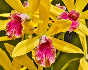 Images Dated 2nd May 2018: USA, Pennsylvania, Kennett Square. Orchid