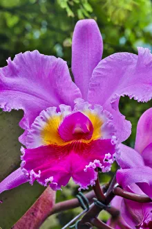 Images Dated 2nd May 2018: USA, Pennsylvania, Kennett Square. Orchid