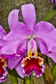 Images Dated 2nd May 2018: USA, Pennsylvania, Kennett Square. Orchid