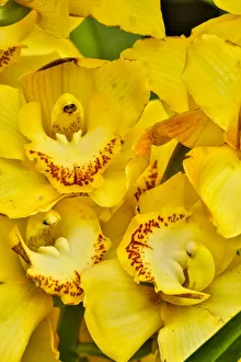 Images Dated 2nd May 2018: USA, Pennsylvania, Kennett Square. Orchid