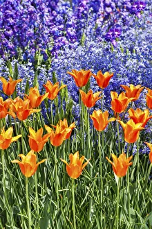 Images Dated 3rd May 2018: USA, Pennsylvania, Kennett Square. Quamash and tulips