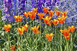 Kennett Square Prints: USA, Pennsylvania, Kennett Square. Quamash and tulips