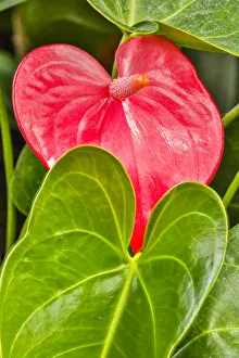 Pennsylvania Prints: USA, Pennsylvania, Kennett Square. Red anthurium