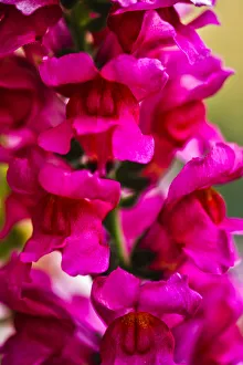 Pennsylvania Prints: USA, Pennsylvania, Kennett Square. Snapdragon