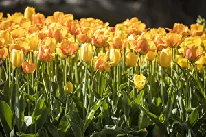 Sweet Prints: USA, Pennsylvania, Kennett Square. Tulips