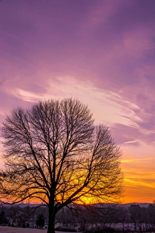 Images Dated 29th November 2014: USA, Pennsylvania, King of Prussia. Tree silhouette at sunrise
