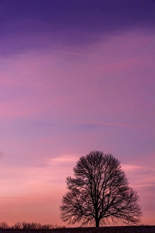 Images Dated 29th November 2014: USA, Pennsylvania, King of Prussia. Tree silhouette at sunrise