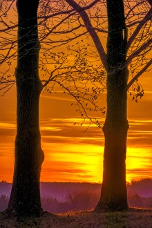 Images Dated 29th November 2014: USA, Pennsylvania, King of Prussia. Tree silhouette at sunrise
