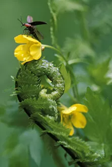 Images Dated 9th May 2007: USA, Pennsylvania, Lightning bug taking flight atop buttercup with ferns. Credit as