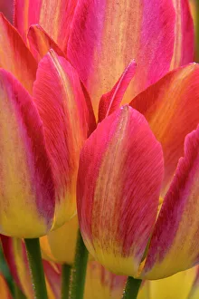 Images Dated 14th July 2020: USA, Pennsylvania, Longwood Gardens. Tulip close-up. Credit as