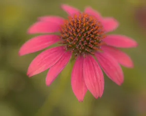 Images Dated 20th August 2019: USA, Pennsylvania, Longwood Gardens. Cornflower close-up