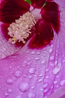 USA, Pennsylvania, Longwood Gardens. Hibiscus flower interior
