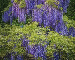 Pennsylvania Prints: USA, Pennsylvania, Longwood Gardens