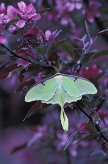 Pennsylvania Prints: USA, Pennsylvania. Luna moth on crabapple tree. Credit as: Nancy Rotenberg / Jaynes