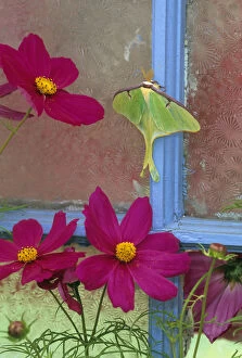 USA, Pennsylvania. Luna moth on old window with cosmos flowers