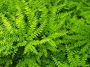 Images Dated 20th February 2019: USA, Pennsylvania. Maidenhair fern, Adiantum pedatum, a perennial