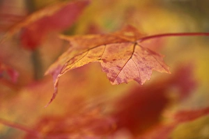 Nancy Rotenberg Prints: USA, Pennsylvania. Maple leaf in autumn color