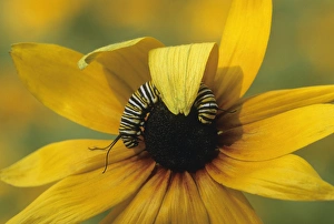 Images Dated 10th March 2007: USA, Pennsylvania. Monarch caterpillar on daisy