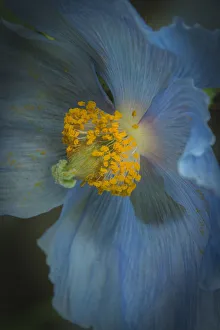 Pennsylvania Prints: USA, Pennsylvania, Philadelphia. African blue poppy close-up