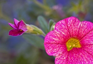 Images Dated 9th July 2007: USA, Pennsylvania, Philadelphia. Close-up of pink flower at the Briar Bush Nature Center