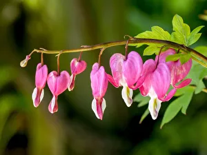Bleeding Heart Prints: USA, Pennsylvania. Pink bleeding heart blossoms