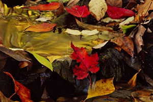 Images Dated 16th December 2014: USA, Pennsylvania, Pocono Mountains. Autumns leaves in stream