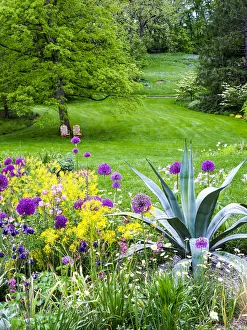 Chair Prints: USA, Pennsylvania. Purple allium amongst other flowers in a spring garden