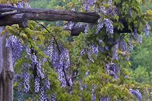 Trellis Prints: USA, Pennsylvania. Purple wisteria flowers hang on wooden trellis in garden