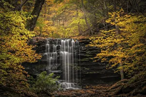 USA, Pennsylvania, Ricketts Glen State Park. Autumn forest
